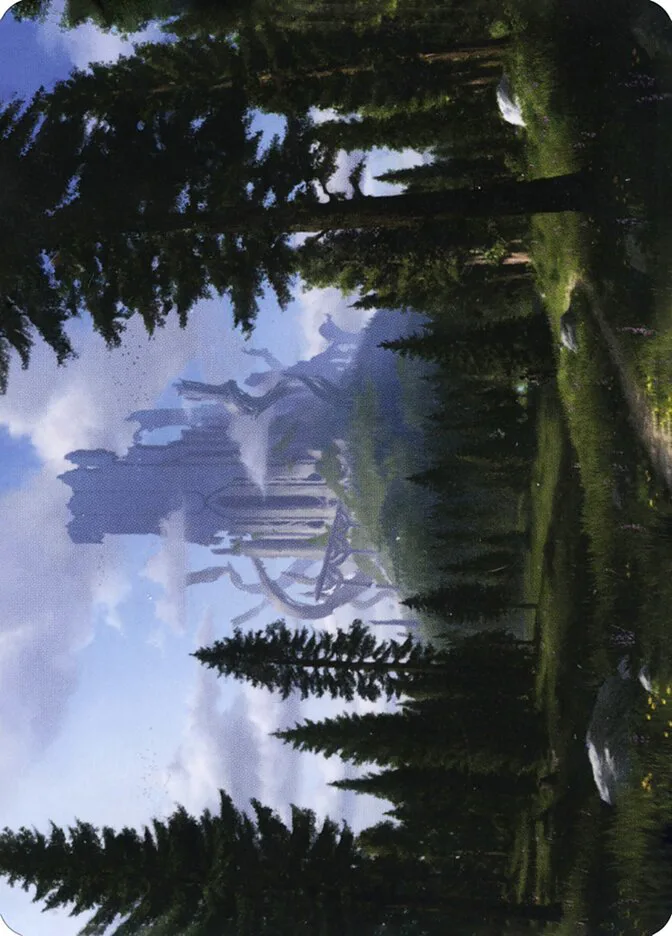 Forest // Forest image 12