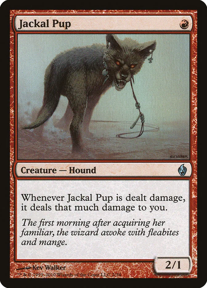 Jackal Pup image 1